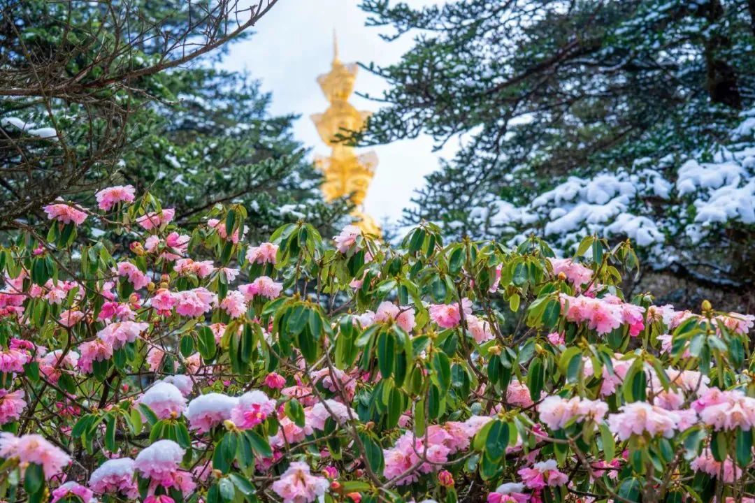 2020五一峨眉山开放的景点,五一峨眉山旅游攻略