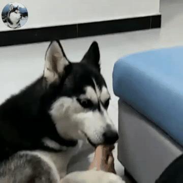 自己养的狗狗为什么总咬小朋友,养狗就要接受狗狗乱咬东西