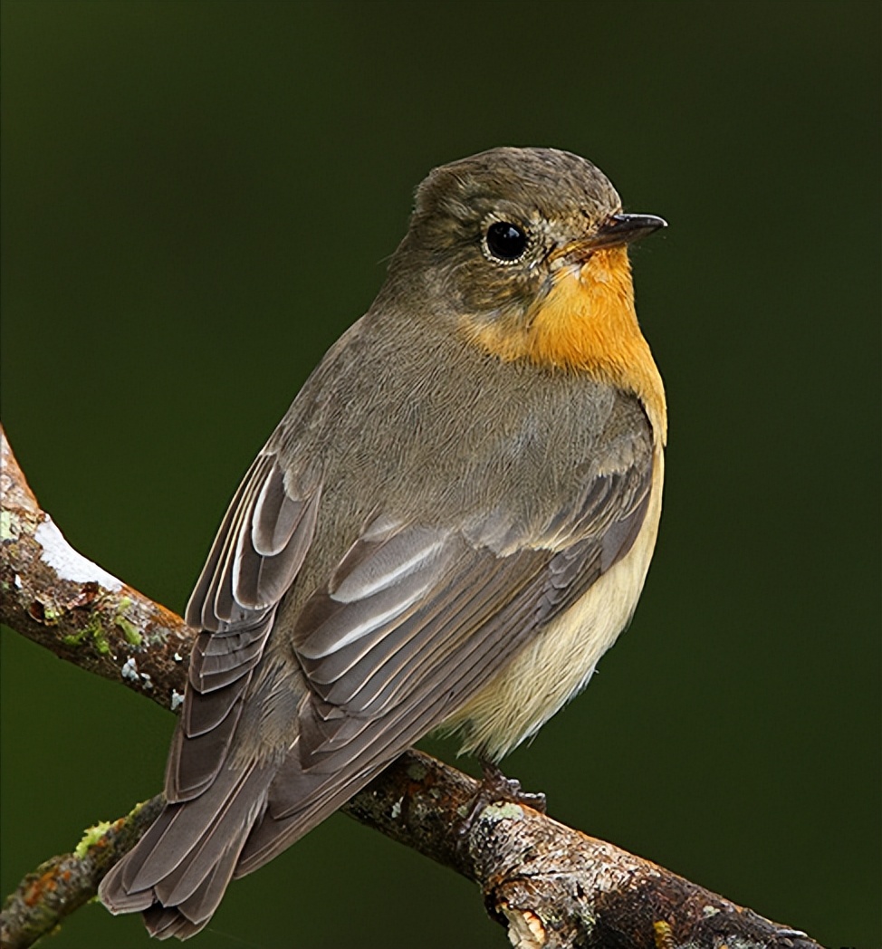 鸟儿大全高清图,高清珍稀鸟动态图片大全