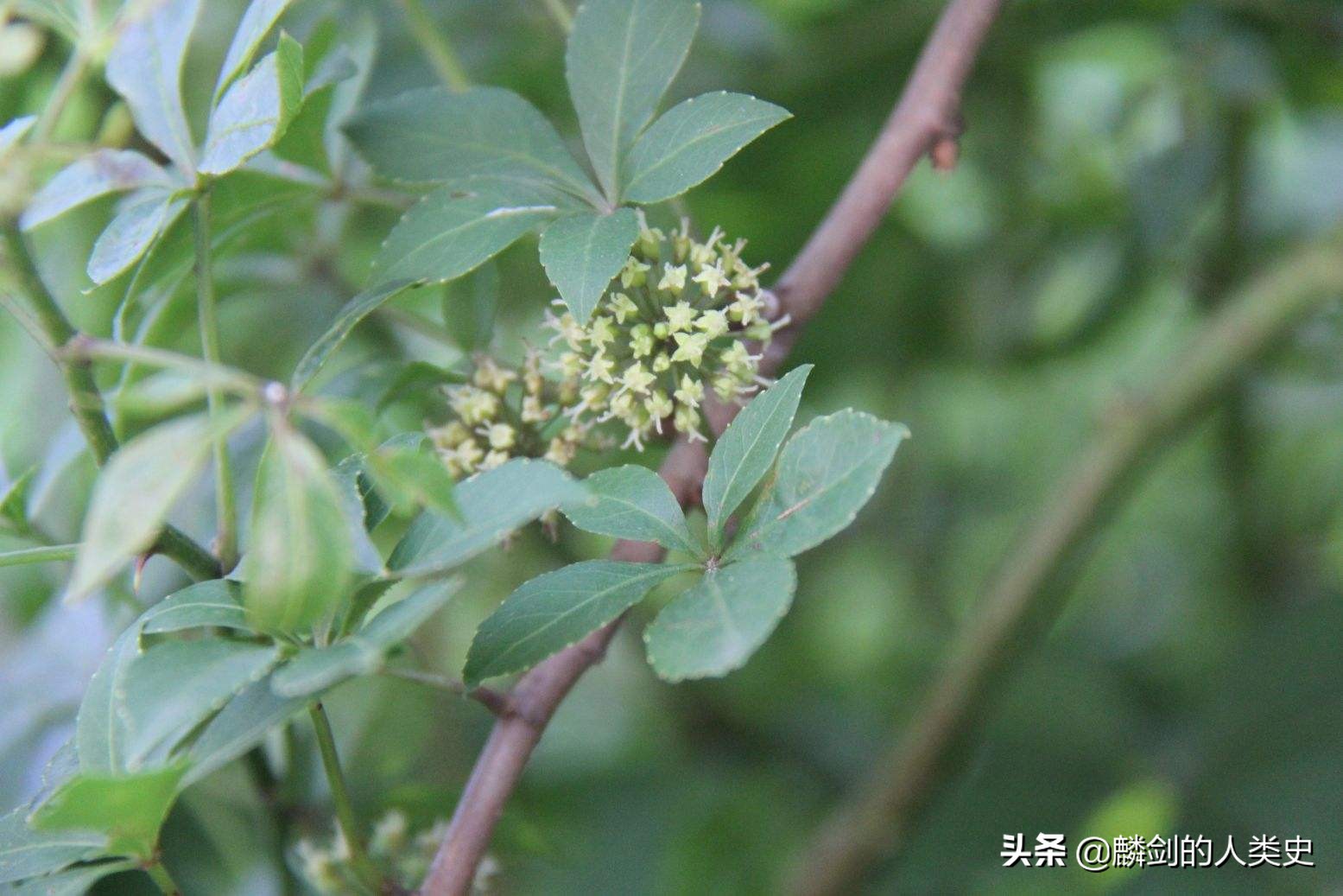 植物界分两大类,植物界门纲目科属一览表