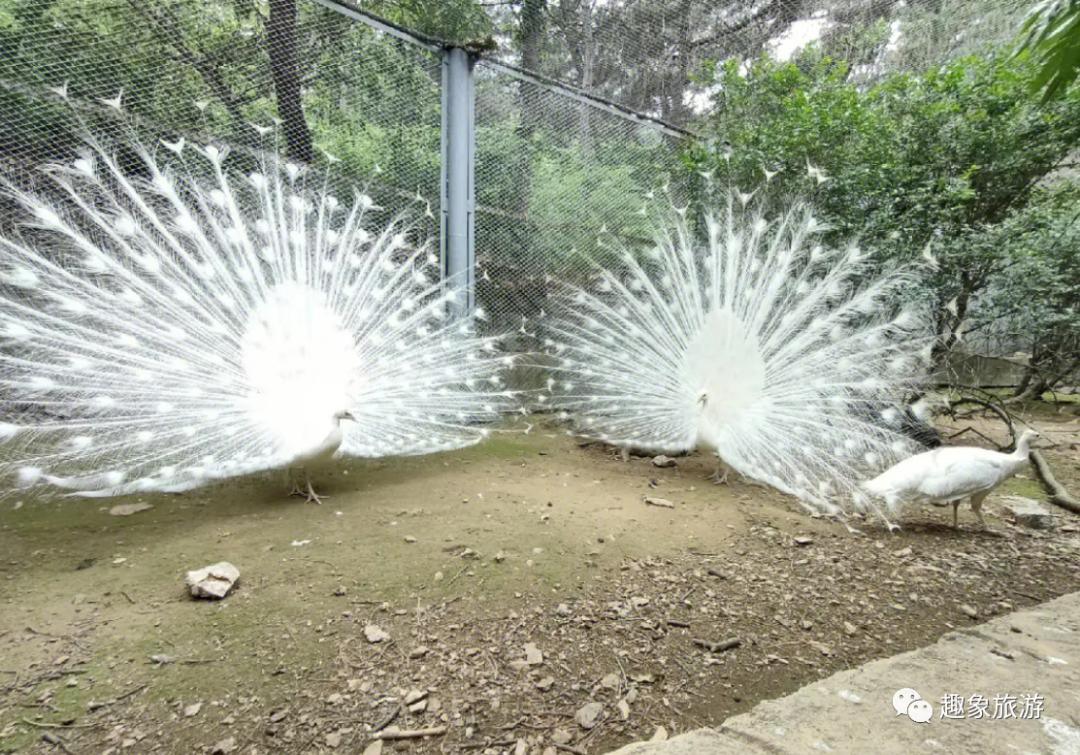 大连老虎滩海洋公园冬季好玩儿吗,大连老虎滩海洋公园游玩视频