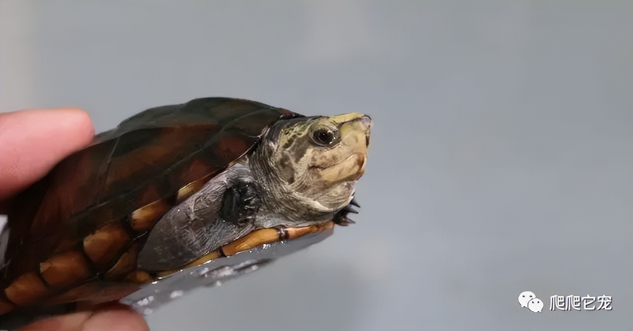 新手最适合养的几种龟,哪种龟最好养价格高