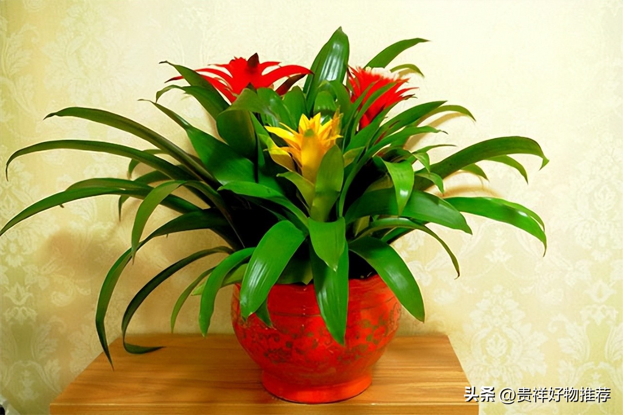 过节家里摆放8种吉祥和福运的花,过年期间适合家庭摆放的花