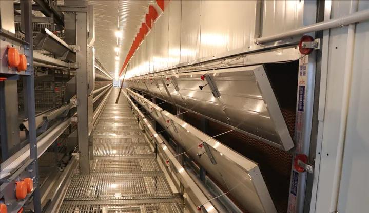 兔场清粪带的设计方案,兔场自动清粪设备什么价格