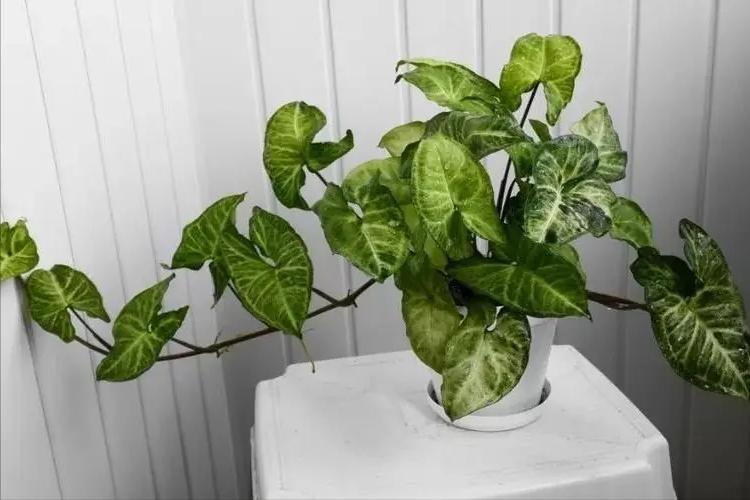 合果芋怎么养殖长得旺盛,合果芋怎么养