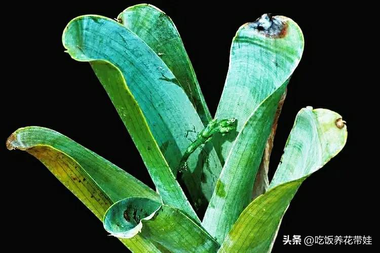 植物中的捕猎高手,植物界的捕猎大师