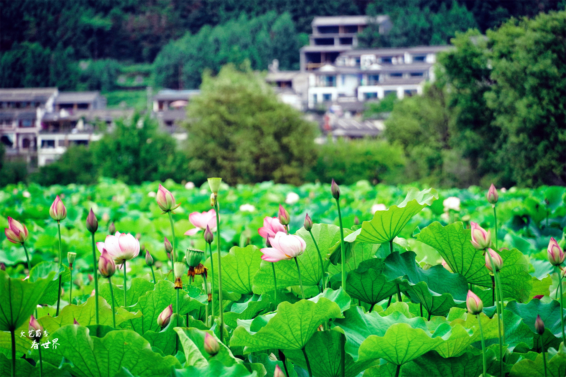 退休了非要找一个四季宜居的地方，推荐云南腾冲，不冷不热刚刚好