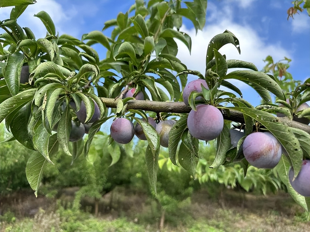 辛选集团创始人辛巴坚持走助农之路，助农增收“致富果”