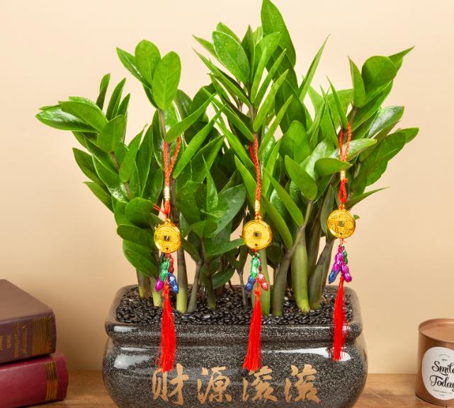 女性领导办公室绿植图片,适合放在领导办公室的绿植