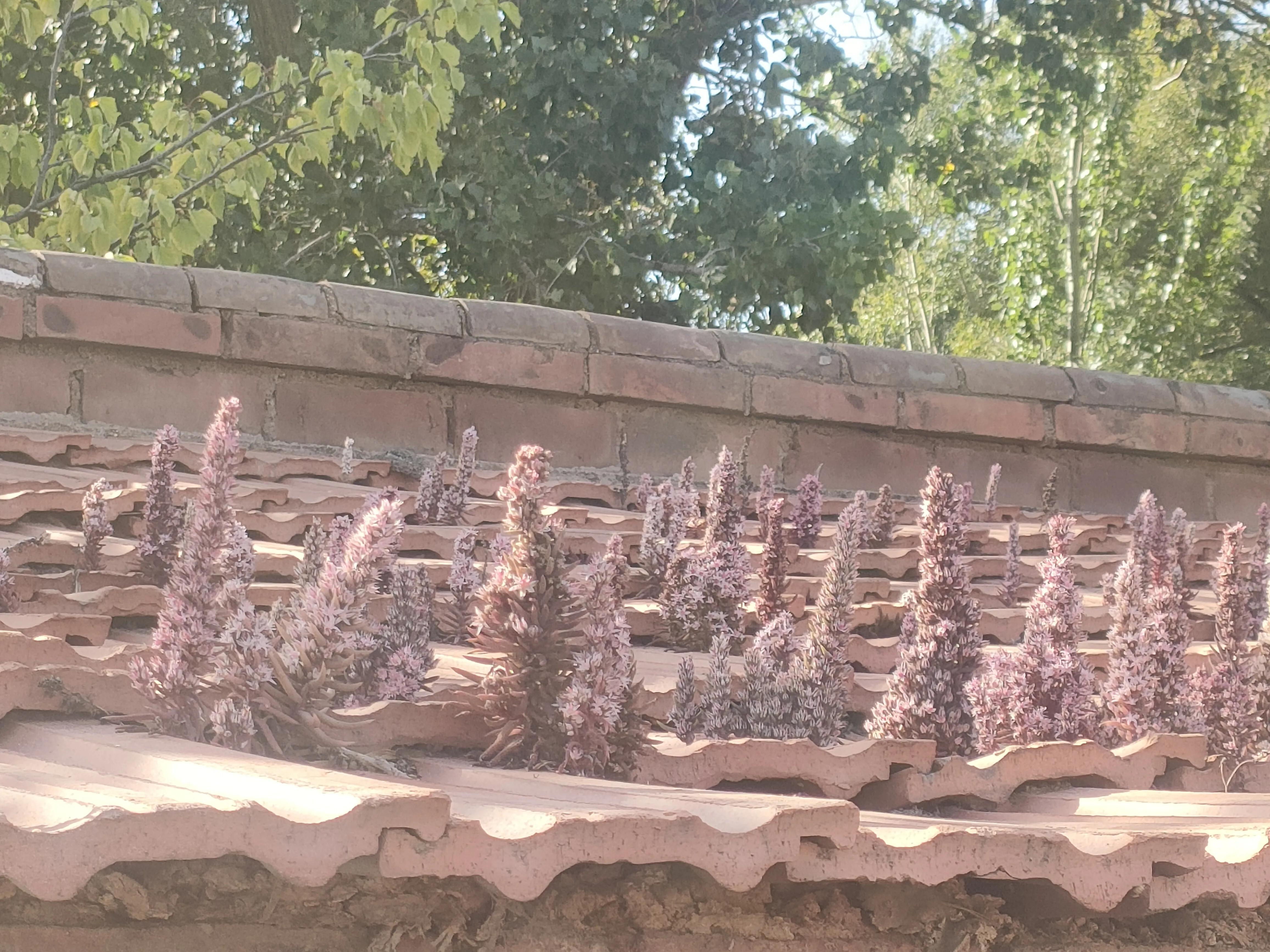 寮犲鍙ｅ競瀹ｅ寲鍘挎潕澶т汉搴勬潃浜烘,瀹ｅ寲鏉庡ぇ浜哄簞鍦板悕鏉ュ巻