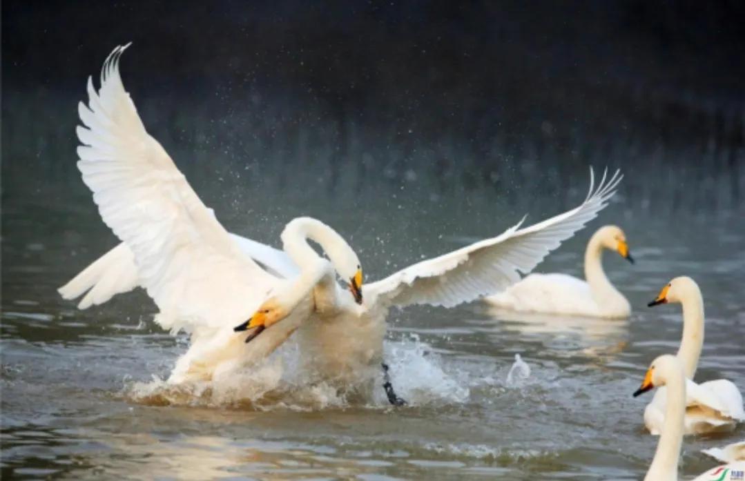 彼汾沮洳,美无度——晋中一带的水生物辨识之一