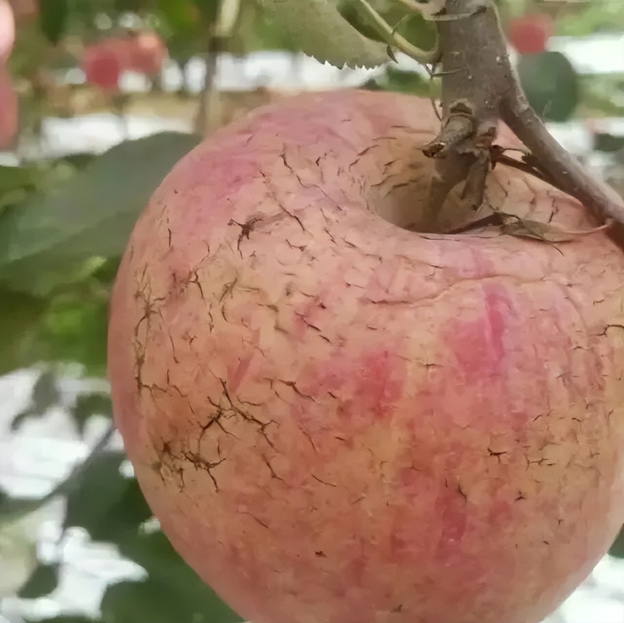 套袋苹果裂纹重原因及防治方法,套袋苹果为什么会有干疤
