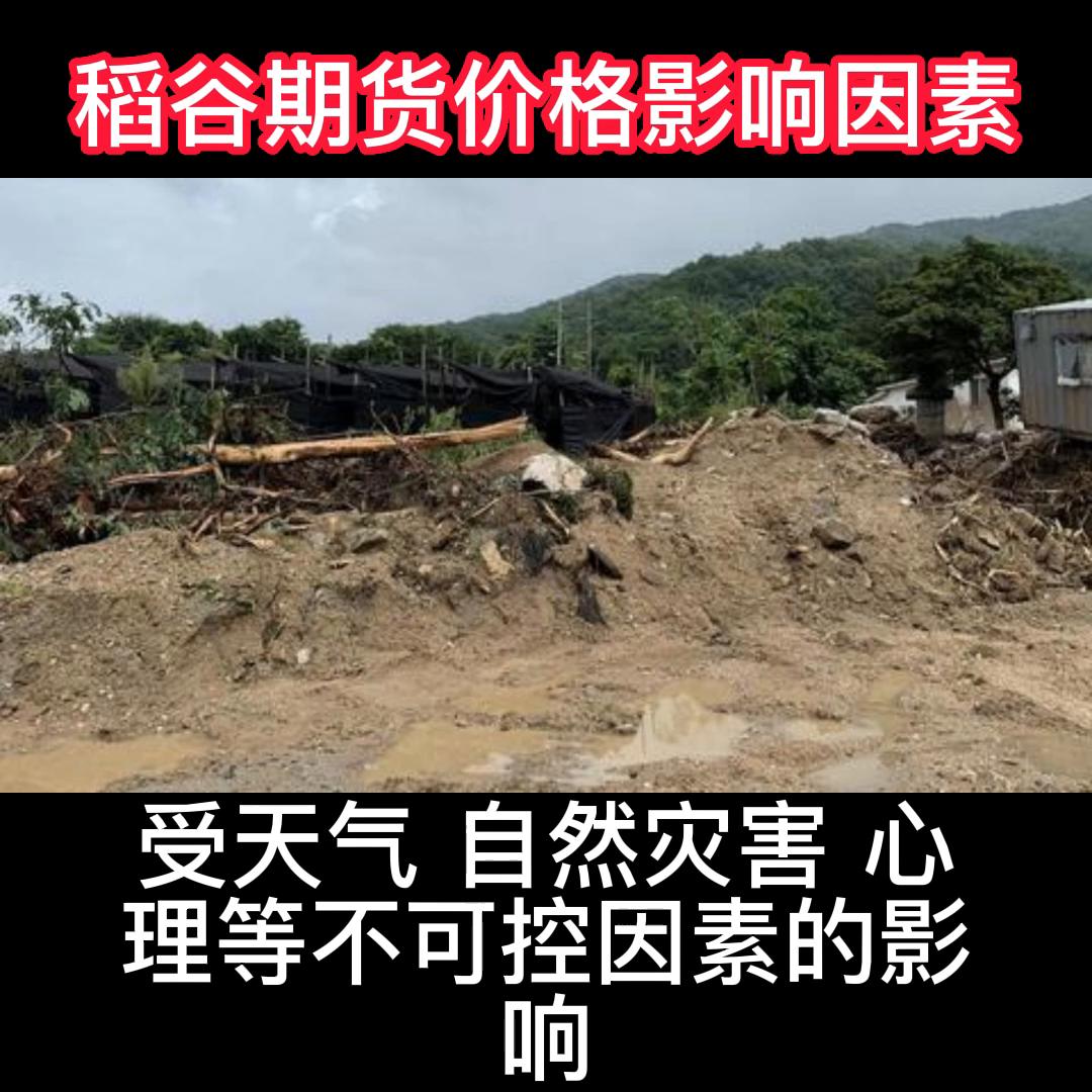 稻谷国际期货,稻谷价格涨还是跌