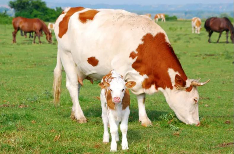 母牛下完犊怎么护理,母牛产后的护理用什么汤最好