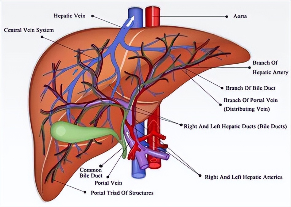 鐢峰瓙鍙嶅鍙戠儹绔熸槸鎮ｄ簡鑲濆惛铏梾,鑲濋儴鎰熸煋瀵勭敓铏槸鎬庝箞鍥炰簨