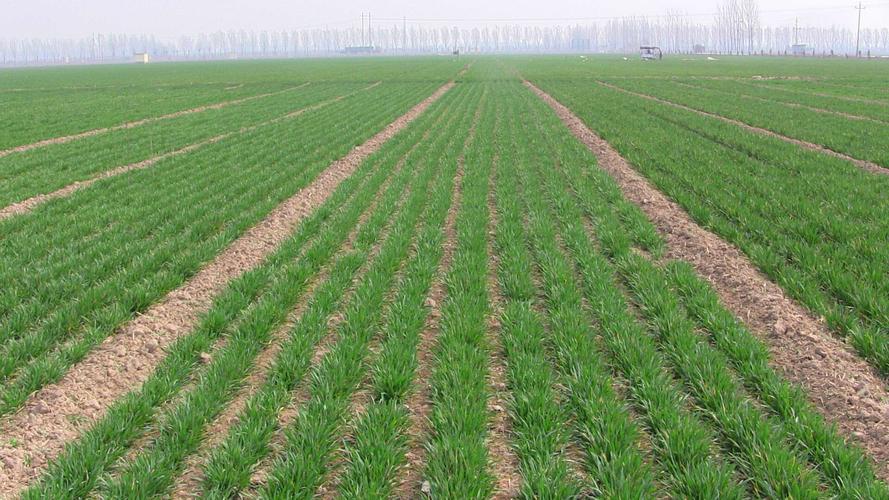 中央对贫困地区的补助标准,中央100亿补助农民如何下发的