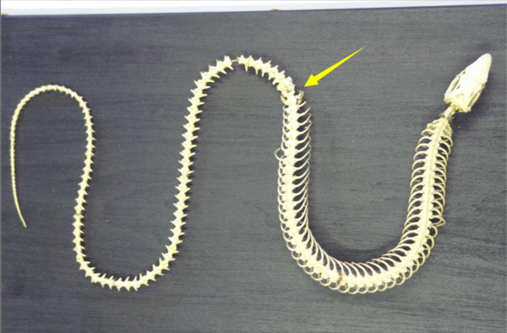 老人口中一碰就碎的“碎蛇”，尾巴吃了大补，是蛇和蜥蜴的杂交？