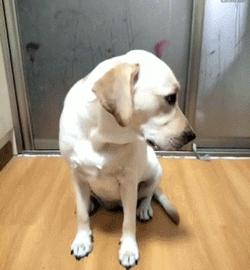 拉布拉多怎么避免肥胖,养一只拉布拉多一个月花多少钱