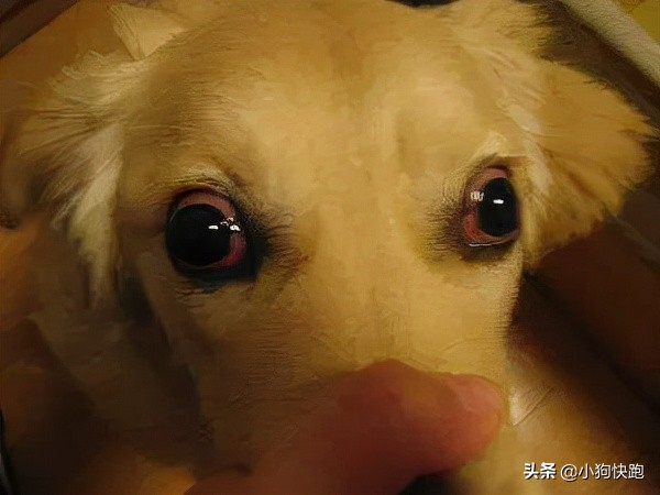 金毛拉布拉多犬的优点和缺点,新手养金毛老手养拉布拉多