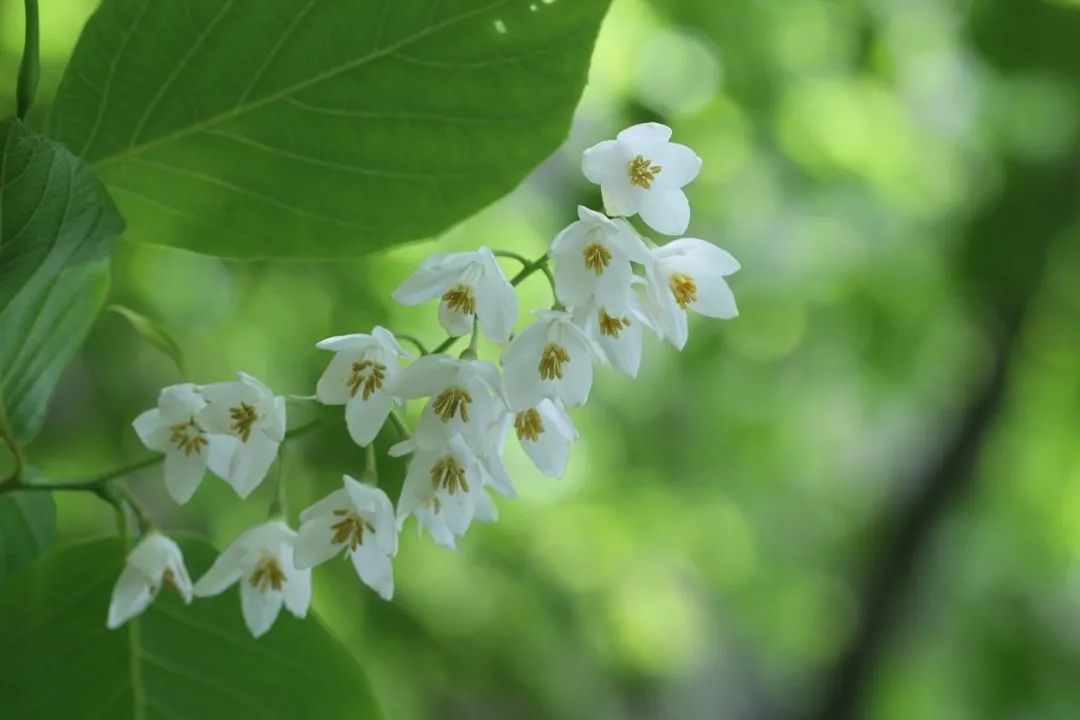 开花植物大全100种,实用分享30款小型开花树种介绍