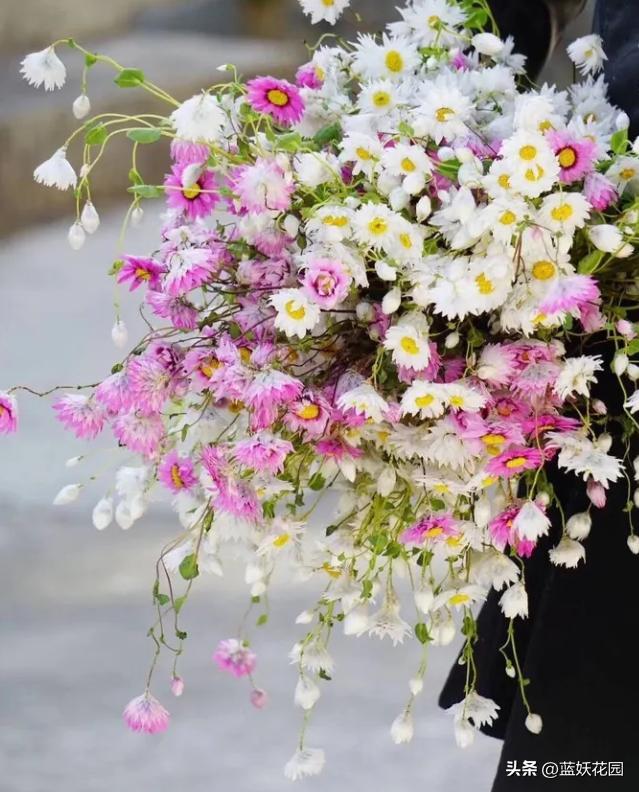 永生花的最大特点是鲜活清新靓丽,哪些永生花四季开花