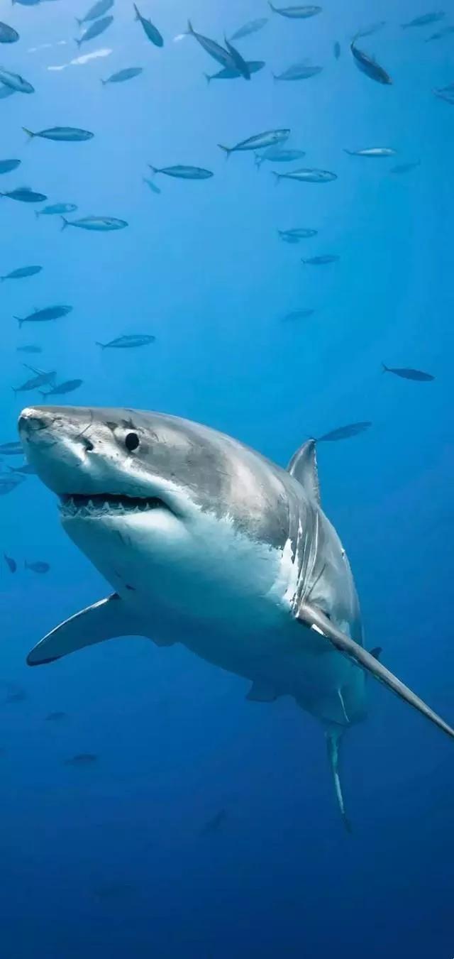 海底世界高清大图壁纸,手机动态海底世界鱼壁纸