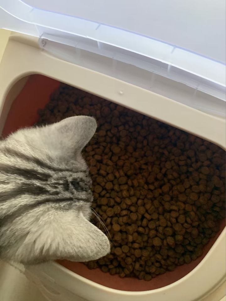 卡比猫粮黑下巴,卡比猫粮真假辨别