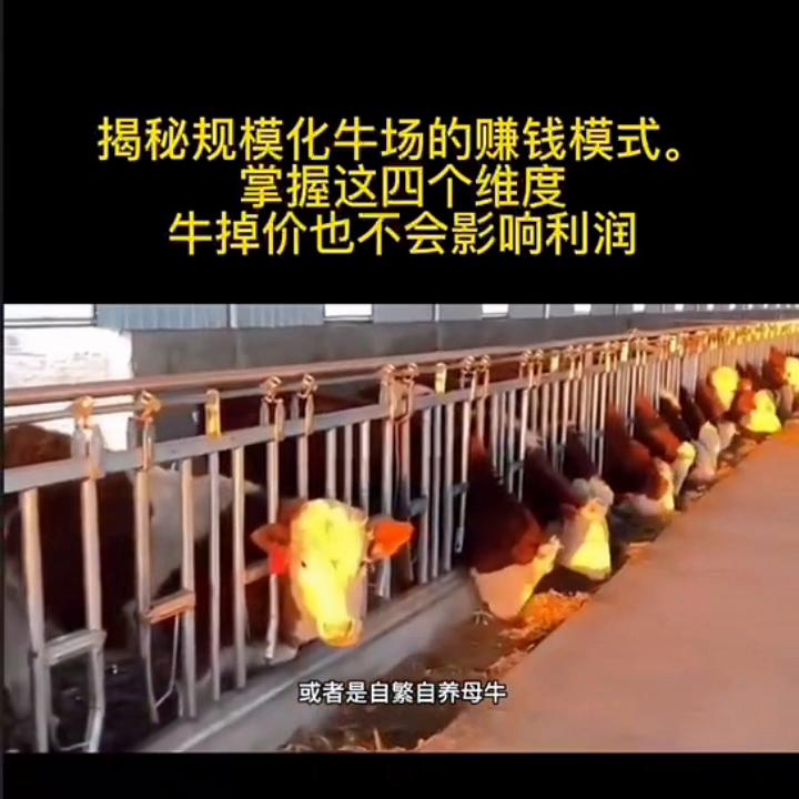 揭秘规模化牛场的赚钱模式,正规化牛场怎么建设牛知识讲解