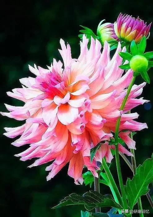 人生的感悟是沉甸甸的,人生其实就是感悟的过程