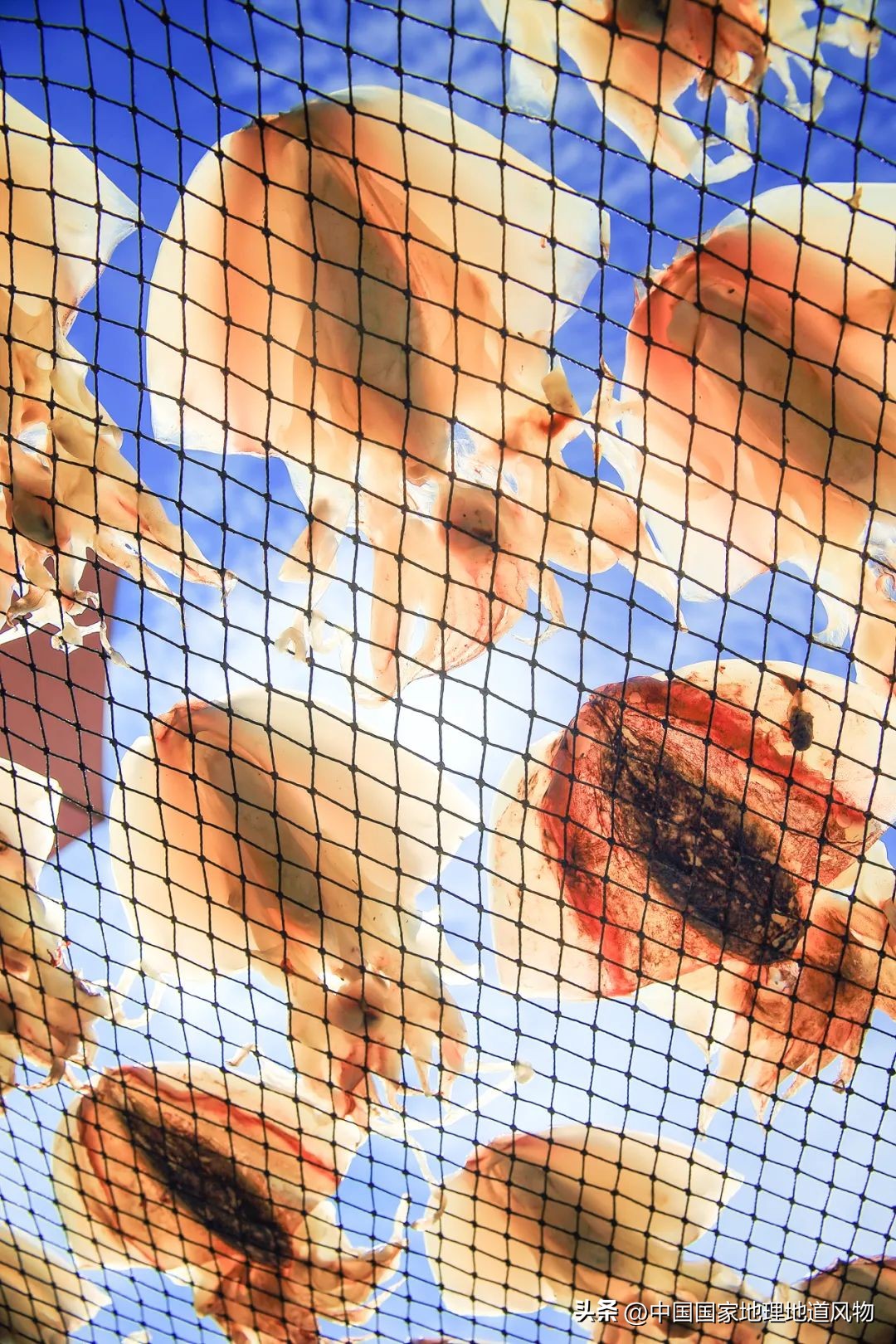 现在的海鲜什么比较好吃,中国哪的海鲜比较好