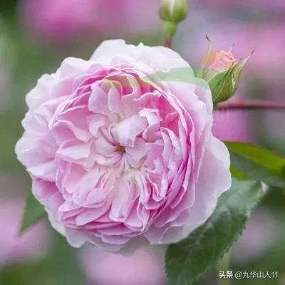 常见切花品种月季图片,丰花勤花爬藤月季品种有哪些