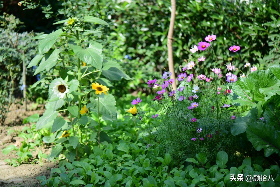 流放到菜地的花儿们，尽情绽放吧，不管在哪里｜园丁