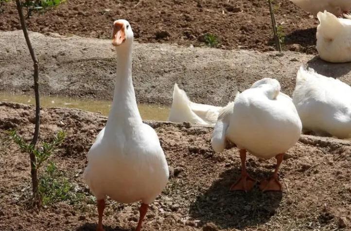 如何判断鹅病的四种方法,鹅怎么看生病