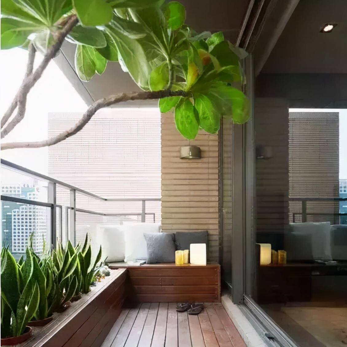 柠檬树适合在家养吗,在家养柠檬树注意点