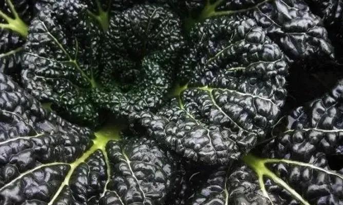 有一种青菜叫广东菜,随州青菜有哪些