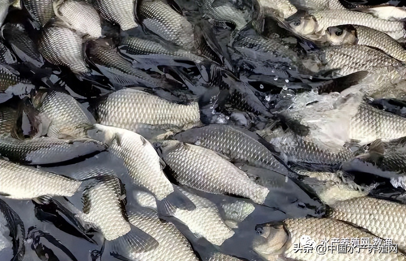 广东广西江苏养殖户先后受灾！鳜鱼鲈鱼鳜鱼黑鱼涨，对虾鮰鱼连跌