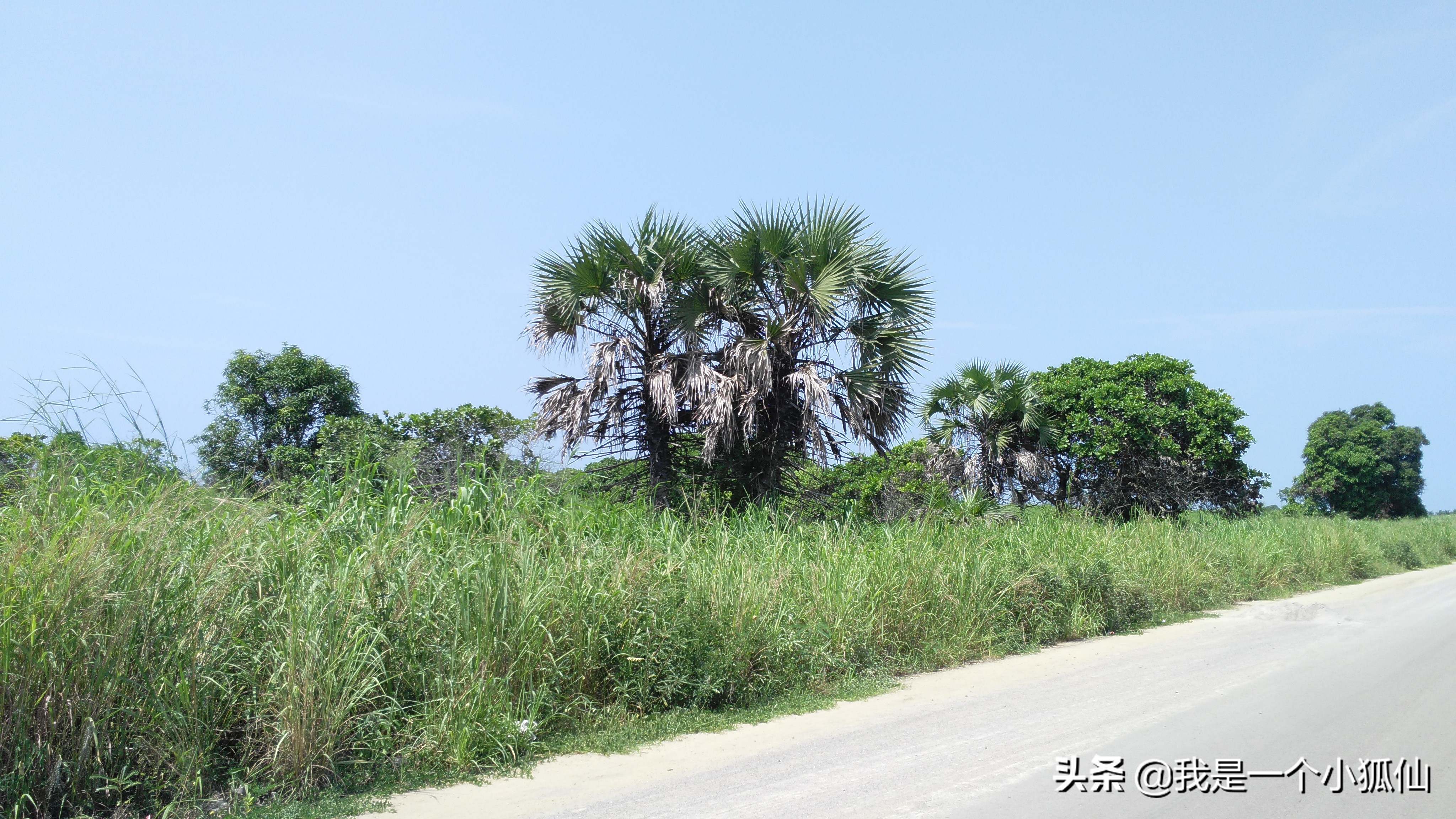 我在非洲安哥拉采辣木籽（我在安哥拉的日子313）