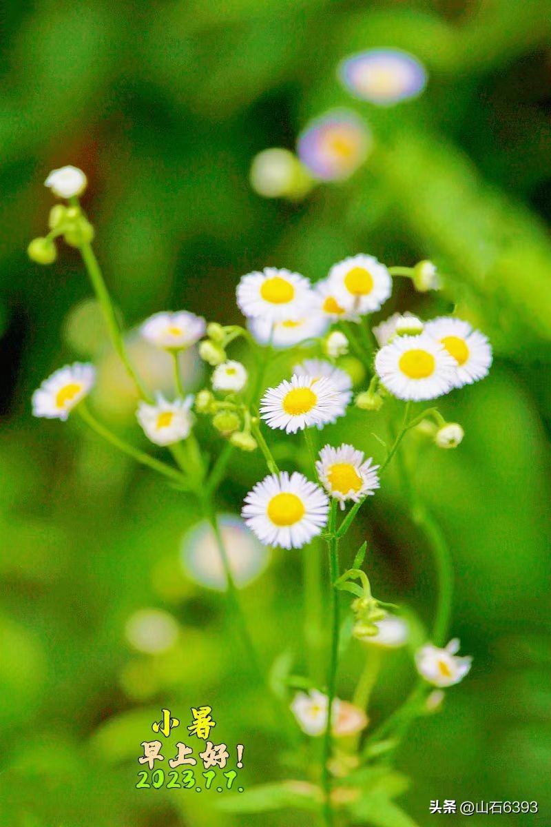 【战友美文】丁献礼“小诗余味”41：《解字：七•七》、《小暑》