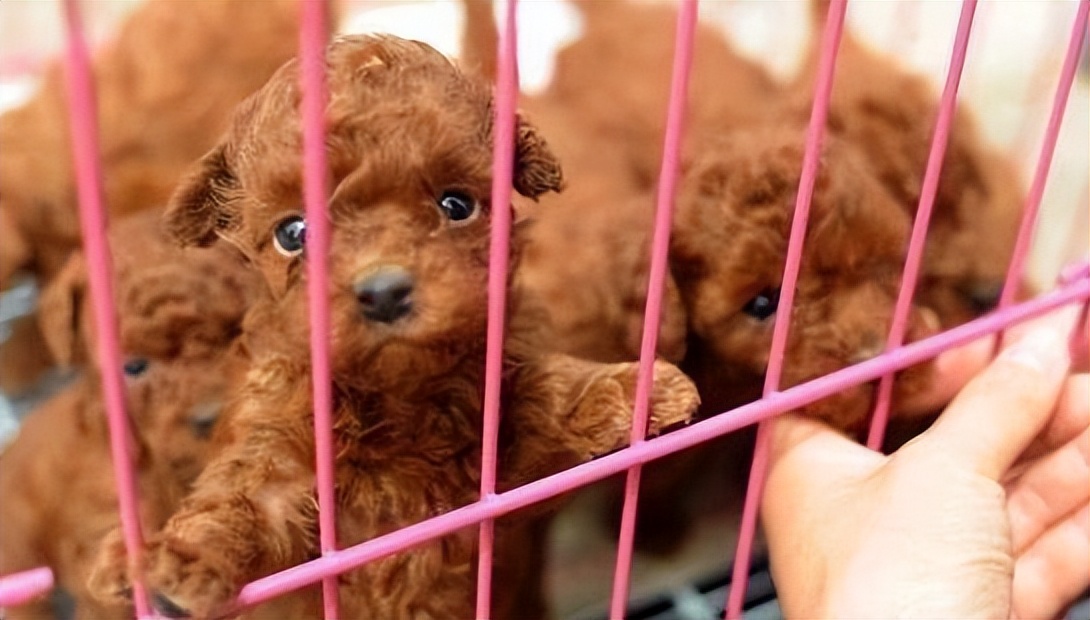 纯种泰迪犬要如何辨别,买泰迪小型犬时的注意事项