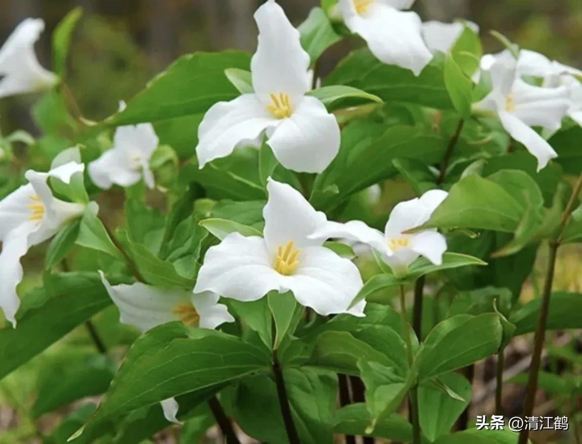 人称“江边一碗水”，荒野3月开紫花，细读栽培“5措施”秒懂种植