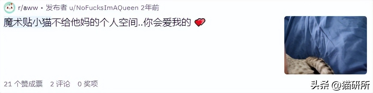 救命！猫咪太黏我了怎么办？