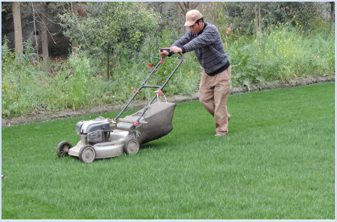 详解草坪正确栽培技术,夏季草坪