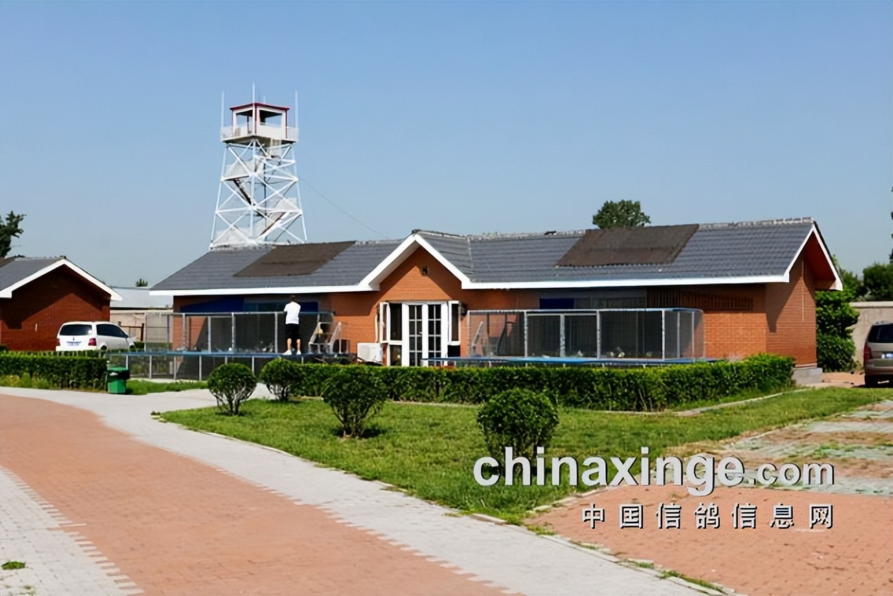 开创者教练何贵：赛鸽贵在坚持