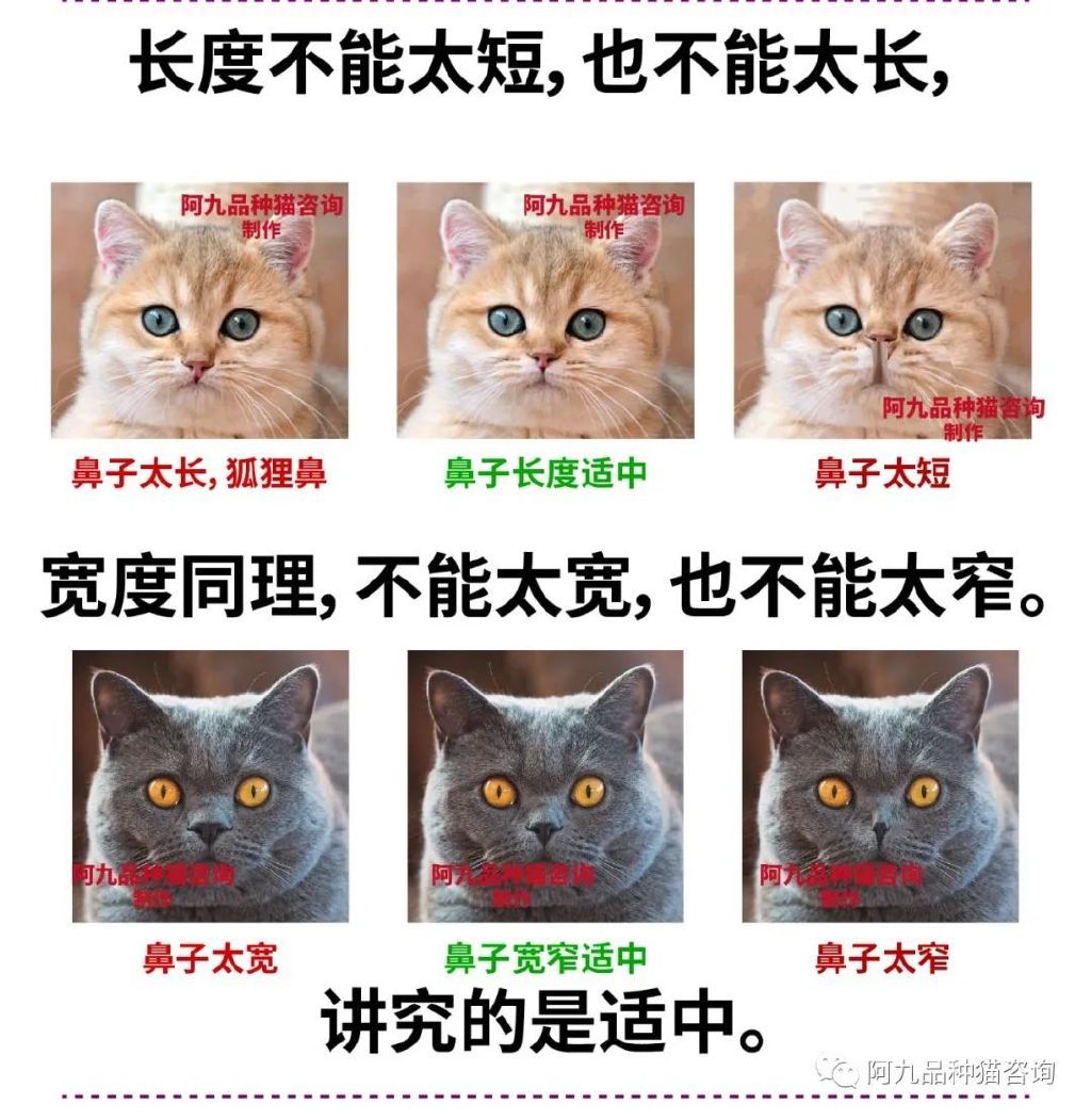 英短重点鼻子是什么样，英短鼻子有块黑色，英短猫是不是扁平鼻