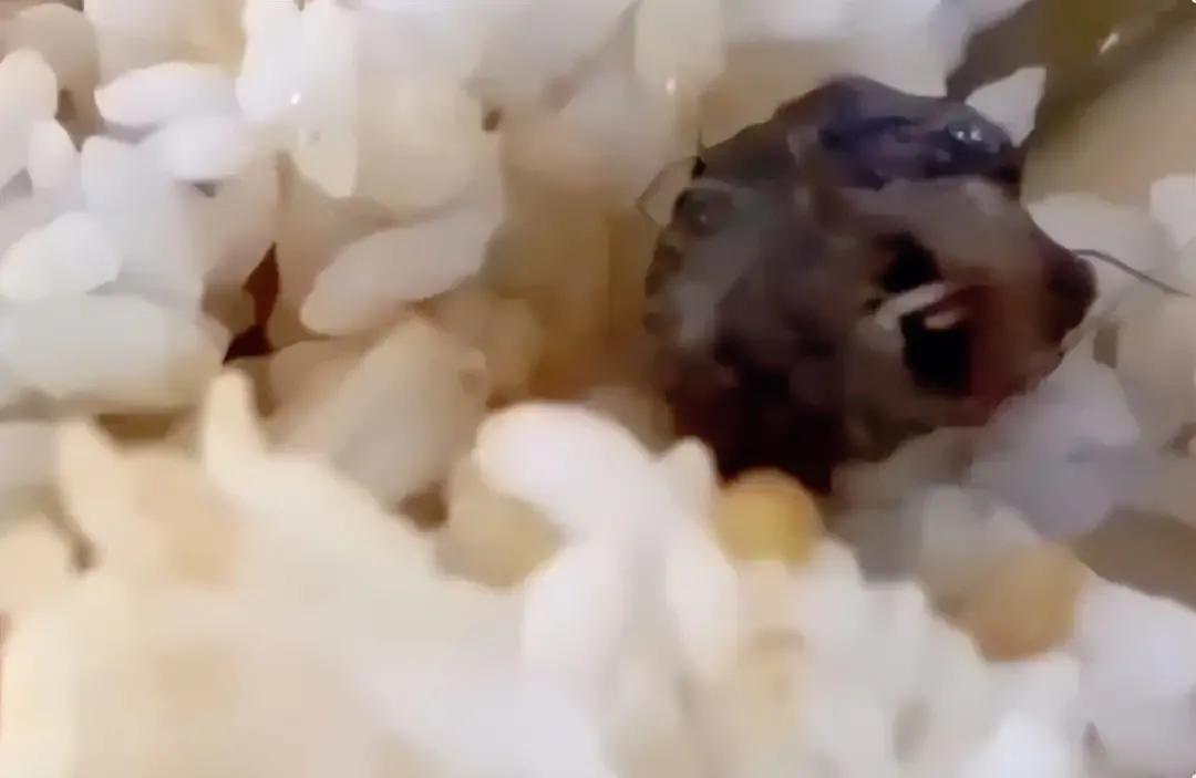 绝味鸭脖沉冤得雪,#绝味鸭脖称终于沉冤得雪