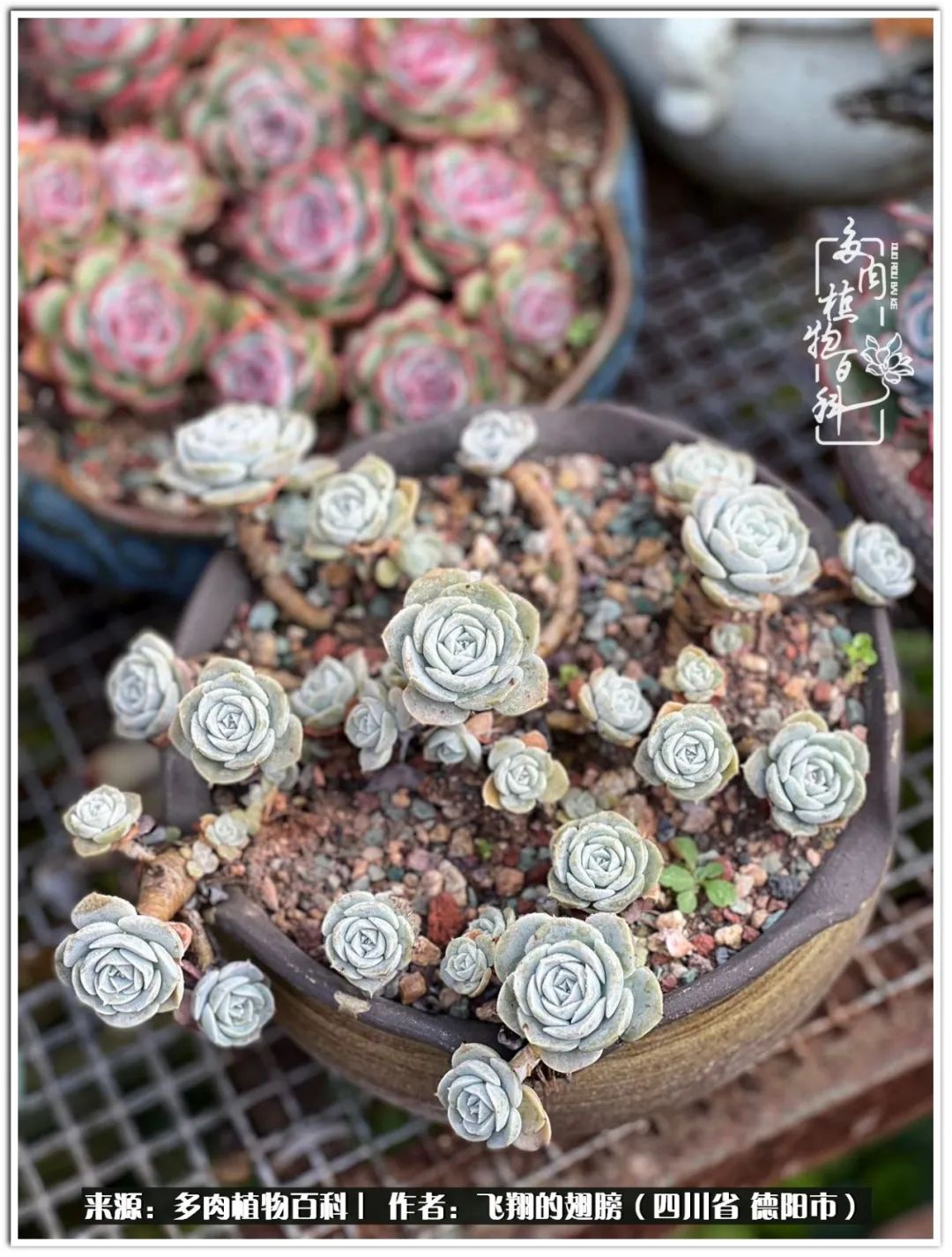 多肉的正确养殖方法冬天怎么养活,多肉怎么养活而且长得快且好看