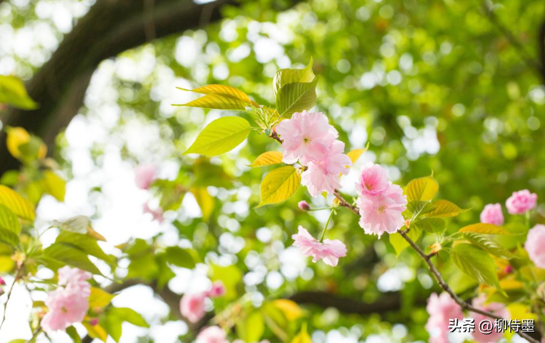 手机专业摄影拍照技巧教程,专业摄影大师拍照技巧