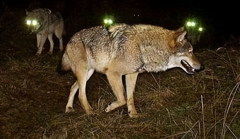遭遇狼群,遇到狼群攻击怎么办