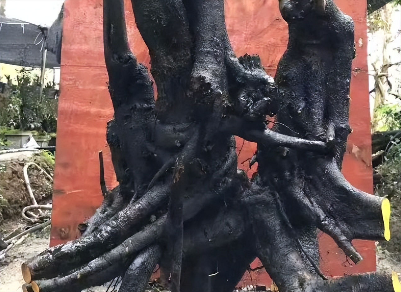 下山桩是否越高越不好养,所有下山桩都用同一种方法种植