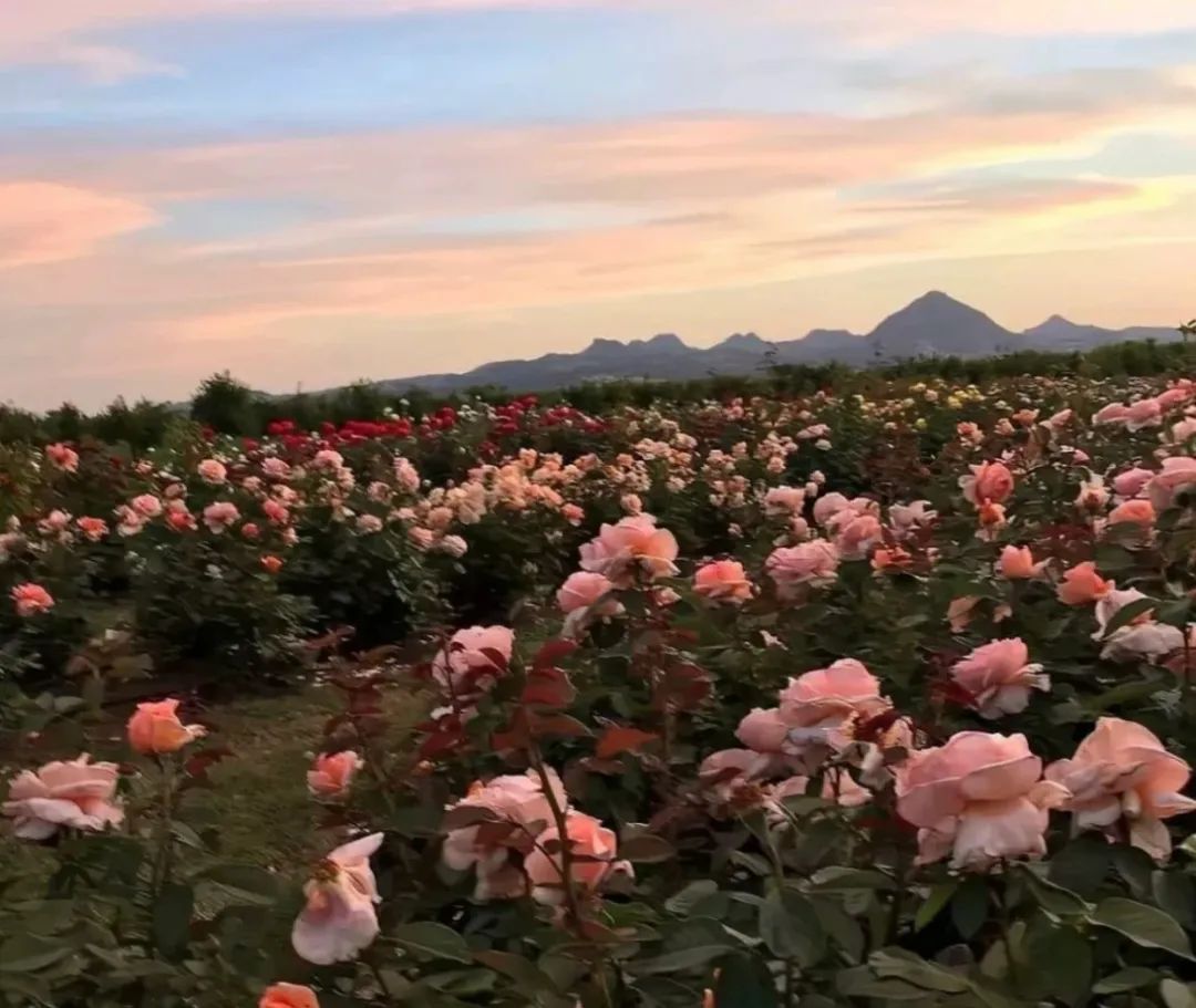 减肥文案可爱沙雕,沙雕又高级的文案